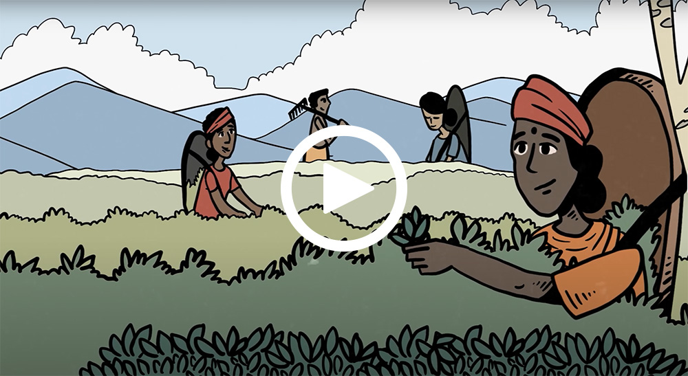 Video: How You Can Contribute to a Resilient Tea Industry in Sri Lanka Through the Seal Initiative